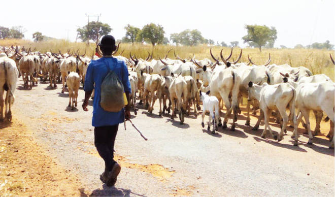 South-west Governors ban open grazing