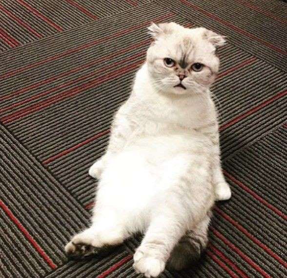 Taylor Swift's Olivia Benson